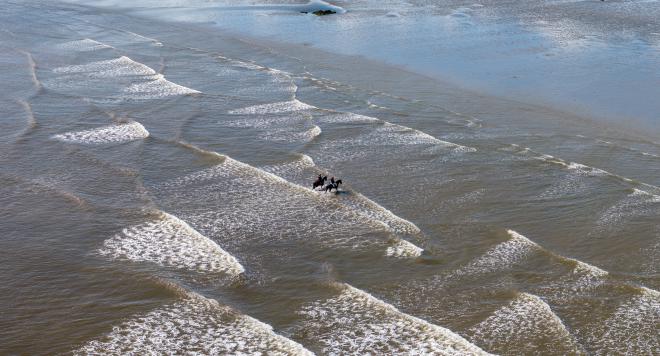 Horses on Tyrella Beach, County Down, Ireland